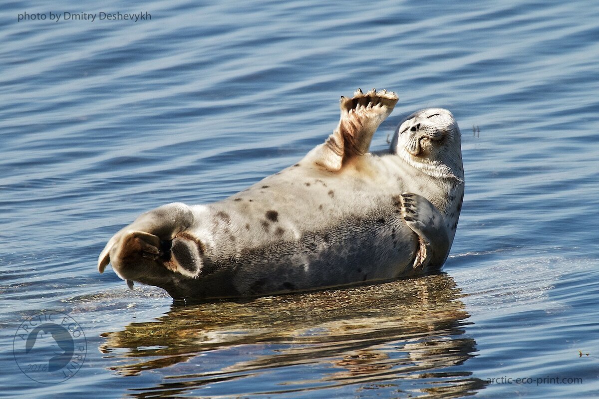 Лахтак детеныш