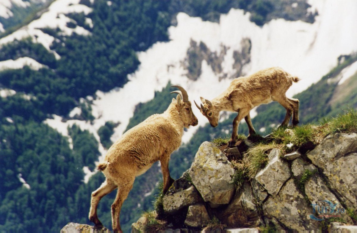Серна в Кавказском биосферном заповеднике