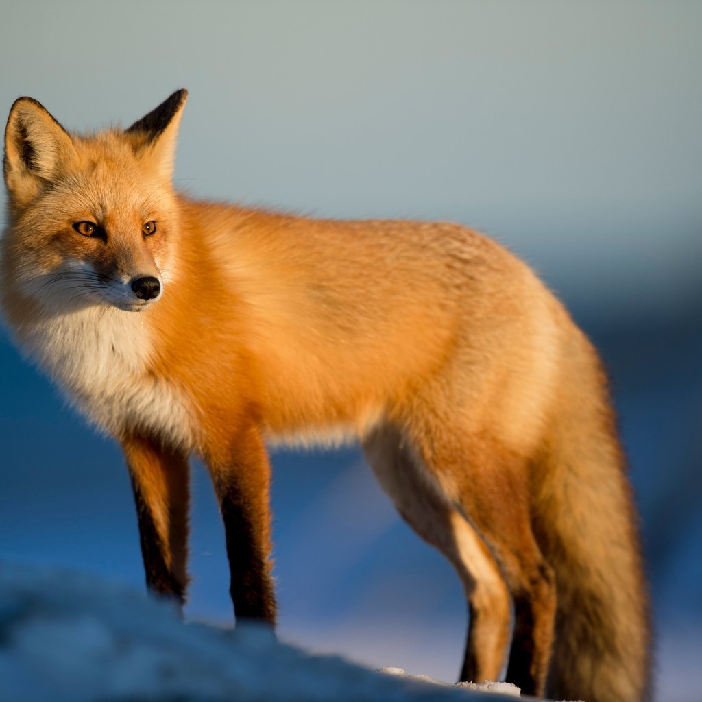 Оранжевая лиса