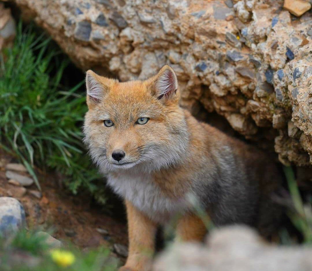 Тибетская Песчаная лисица