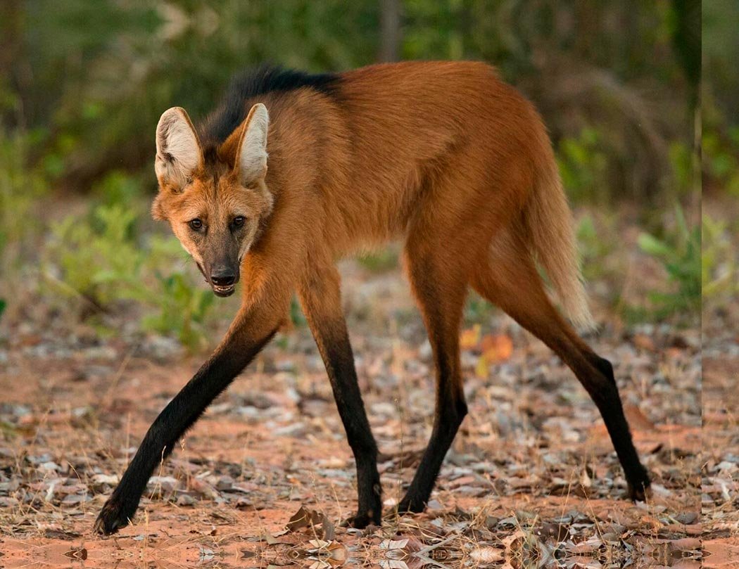 Гривистый волк альбинос