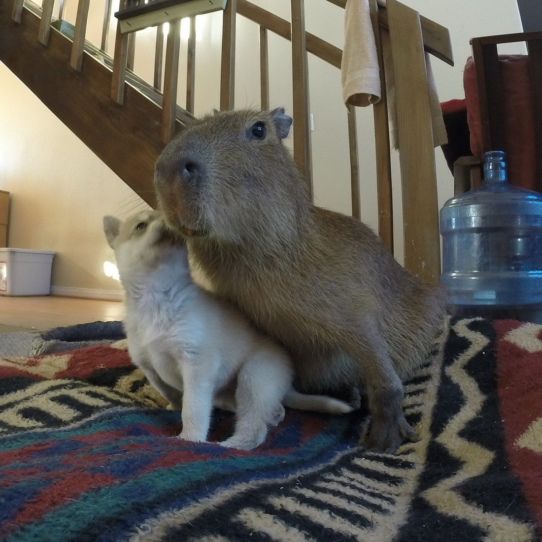 My pets capybaras. Капибара. Капибара капибара капибара. Капибара и морская Свинка. Большая морская Свинка капибара.