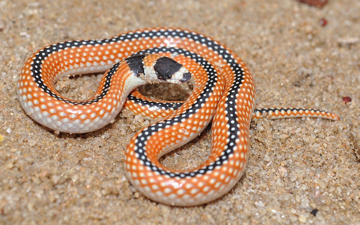 Змея 5 индийский. Коралловый полоз. Коралловые змеи. Малайская голубая коралловая змея. Техасская коралловая змея.