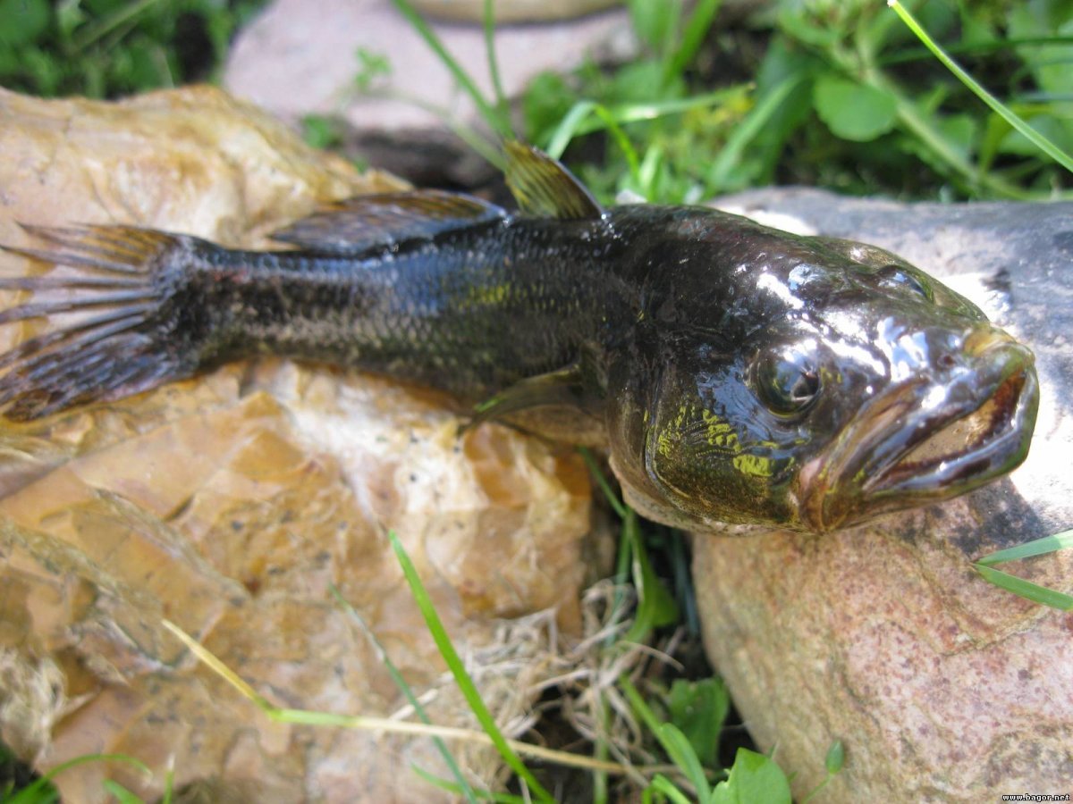 Ротан гигант