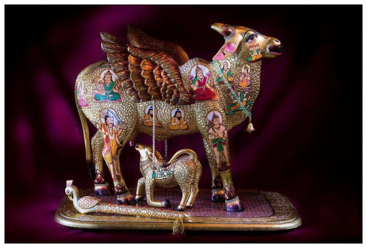 Сурабхи корова