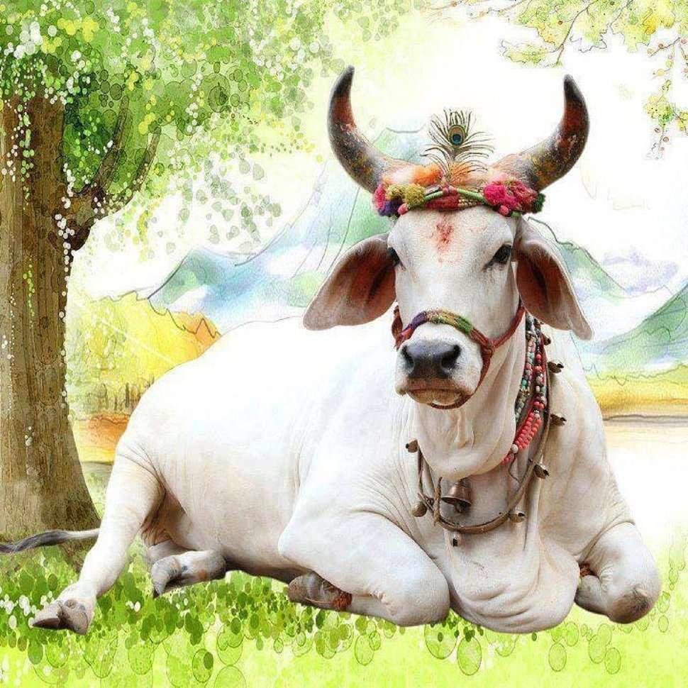 Корова Священное животное в Индии