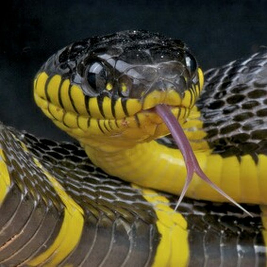 Пятнистый питон