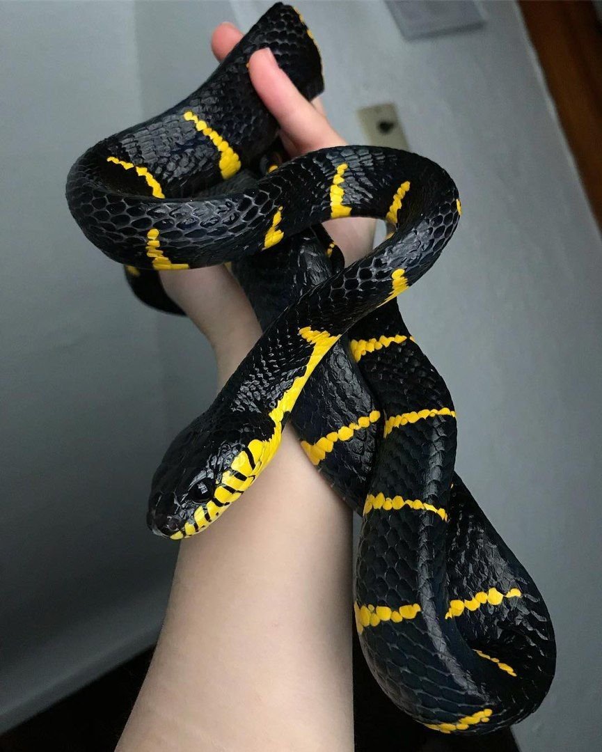 Королевский полоз черно желтый