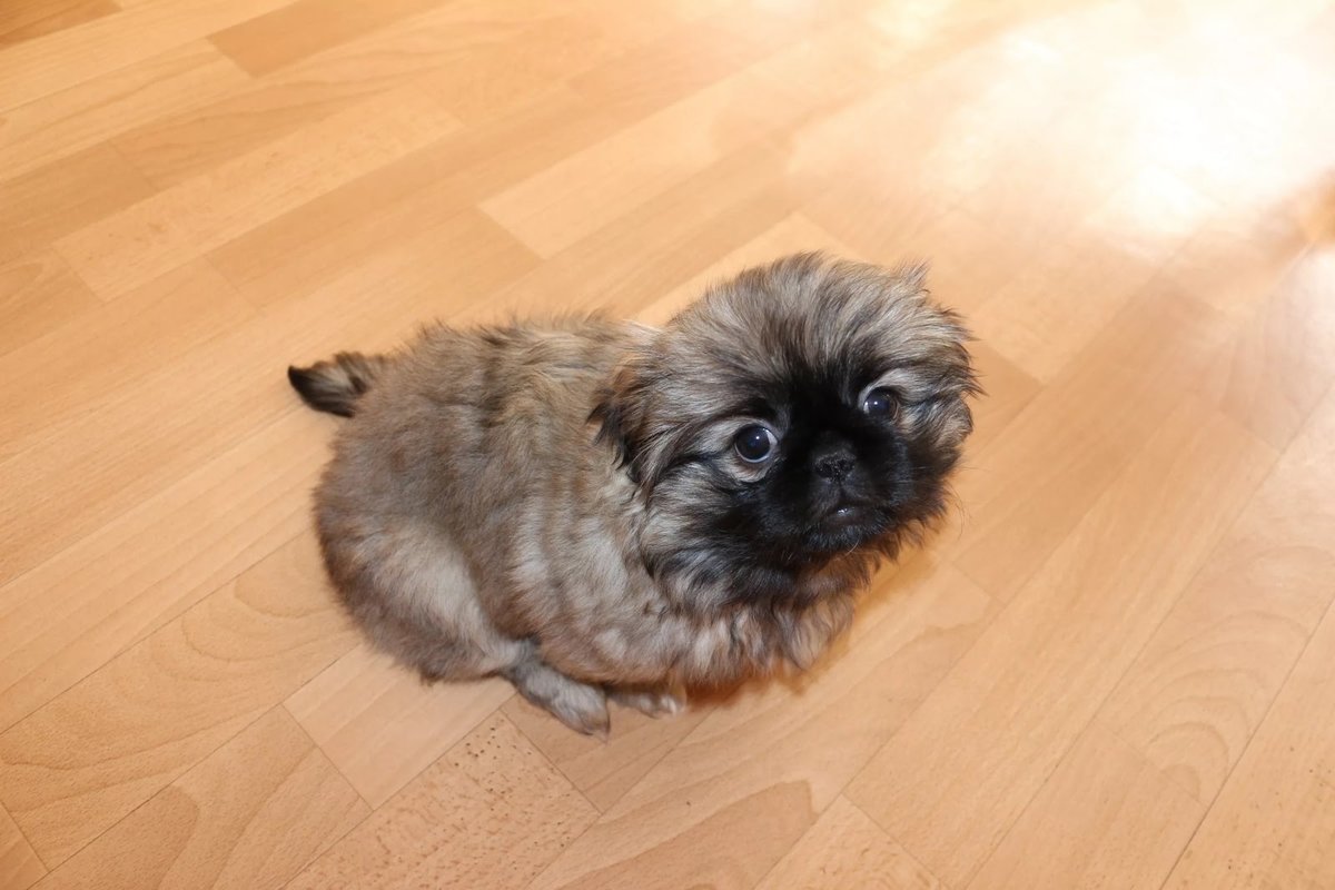 Порода собак Пекинес