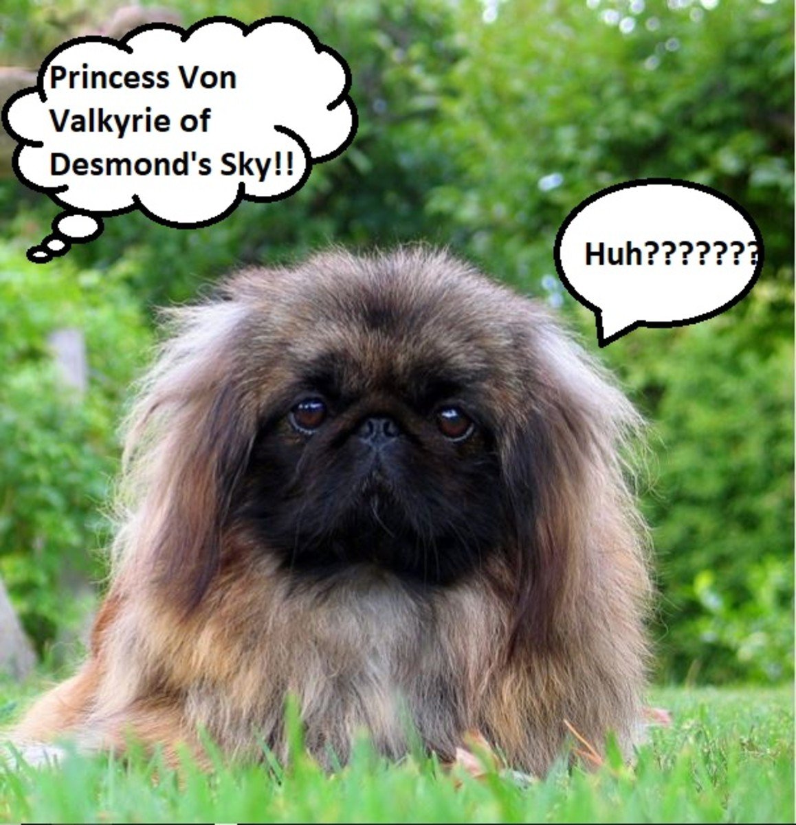 Королевский карликовый Пекинес