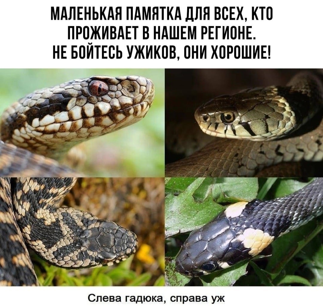 Трёхголовая Кобра