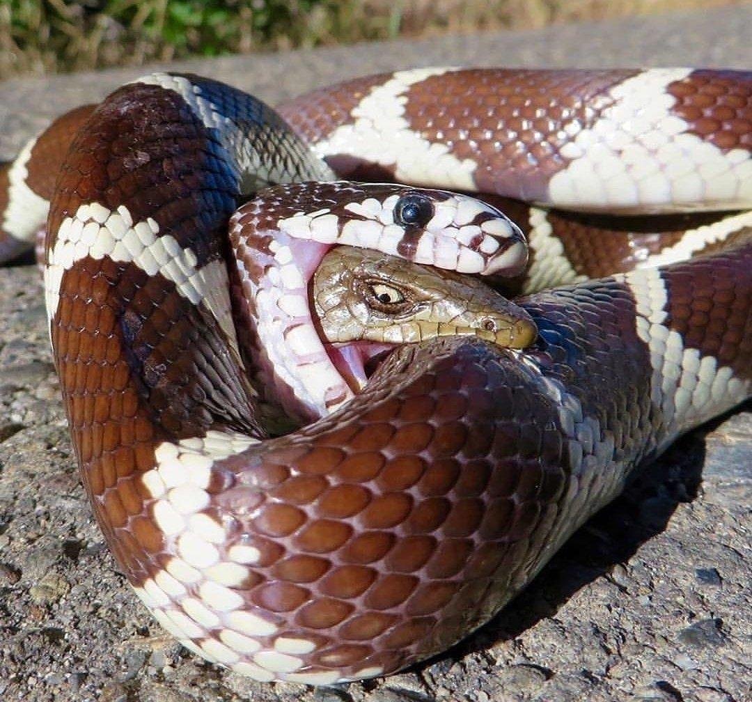 Техасский полоз леуцист