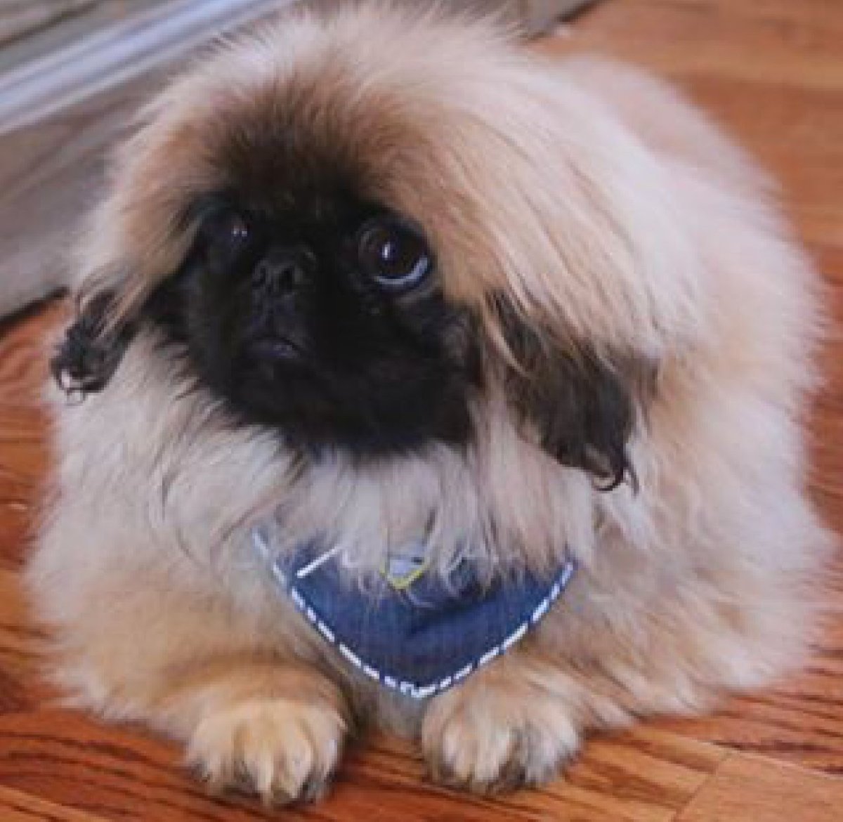 Порода собак Пекинес