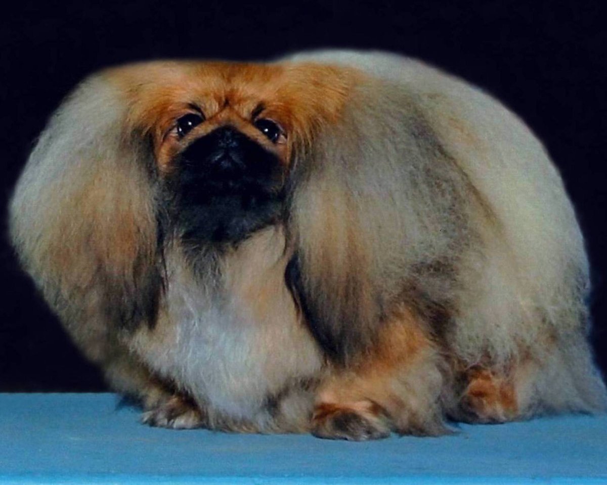 Собака Пекинес пушистый