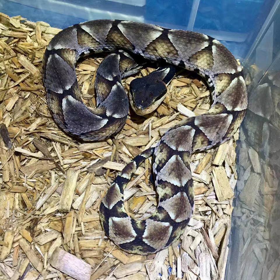 Бушмейстер змея