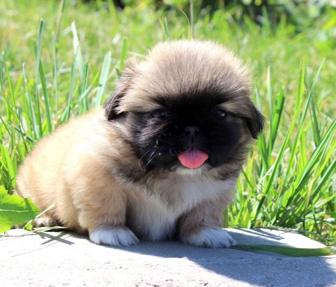 Карликовый Пекинес