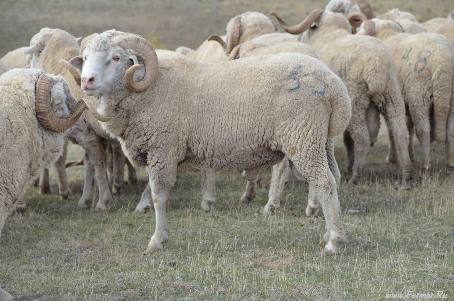 Купить алтайских овец. Порода Баранов меринос. Джалгинский меринос порода овец. Дагестанская Горная порода овец. Горный меринос порода овец.