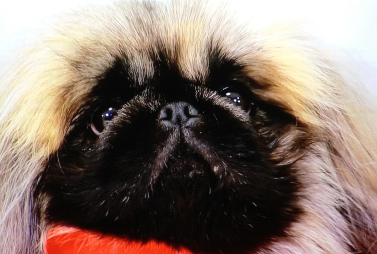 Пекинес фото щенки Пекинес фото щенки