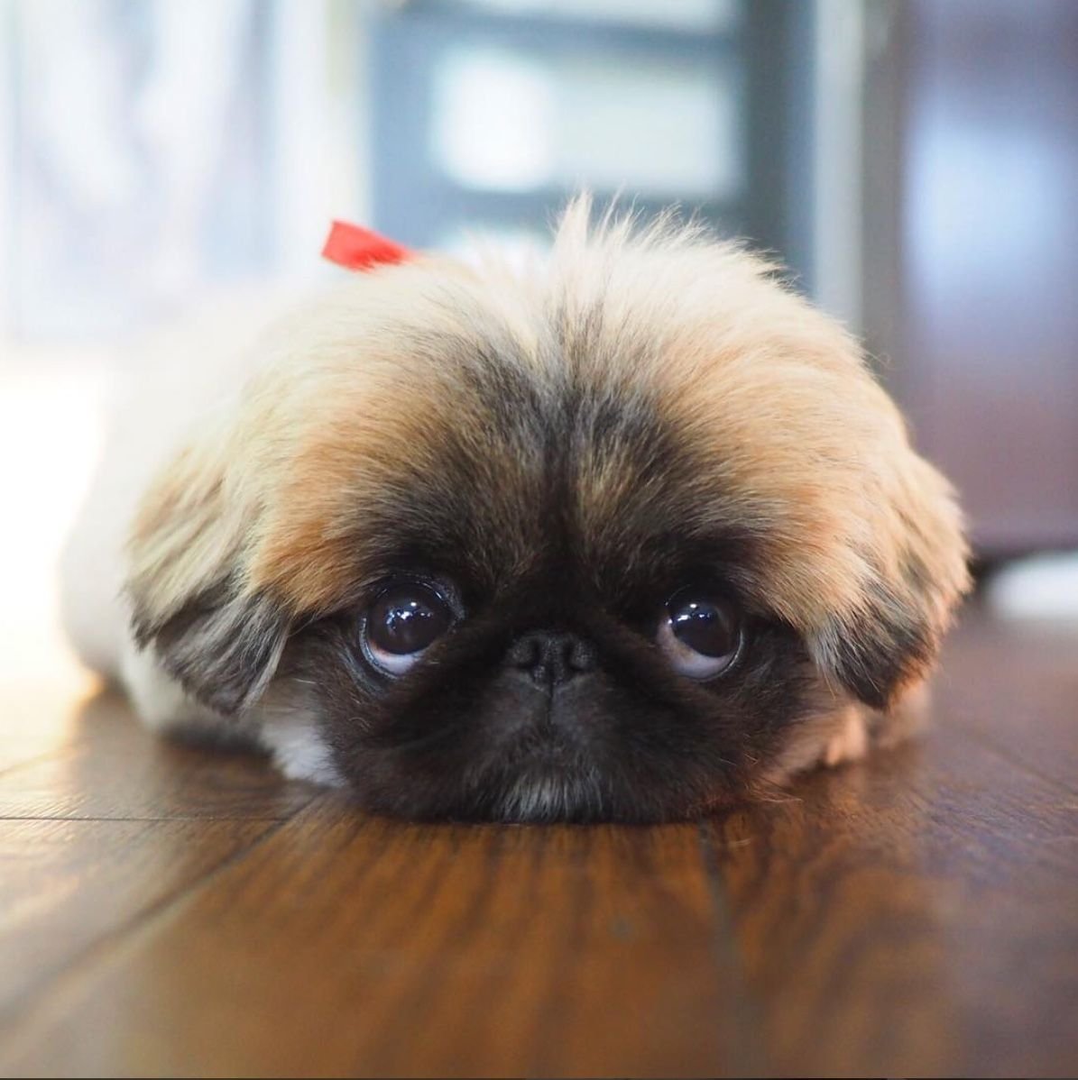Карликовый Пекинес