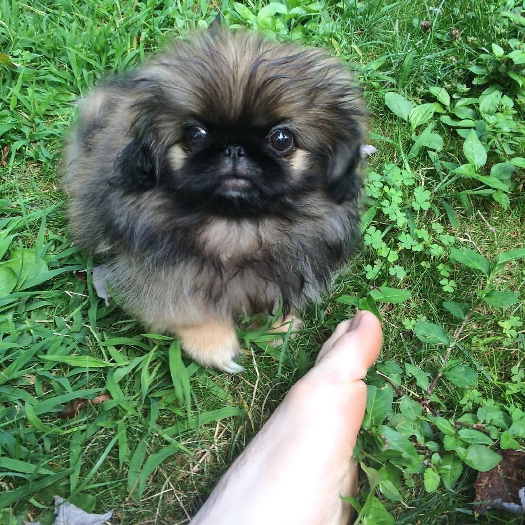 Императорский Пекинес