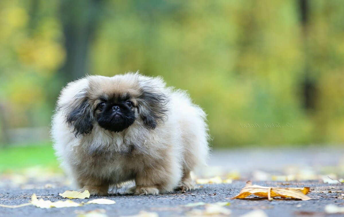 Императорский Пекинес