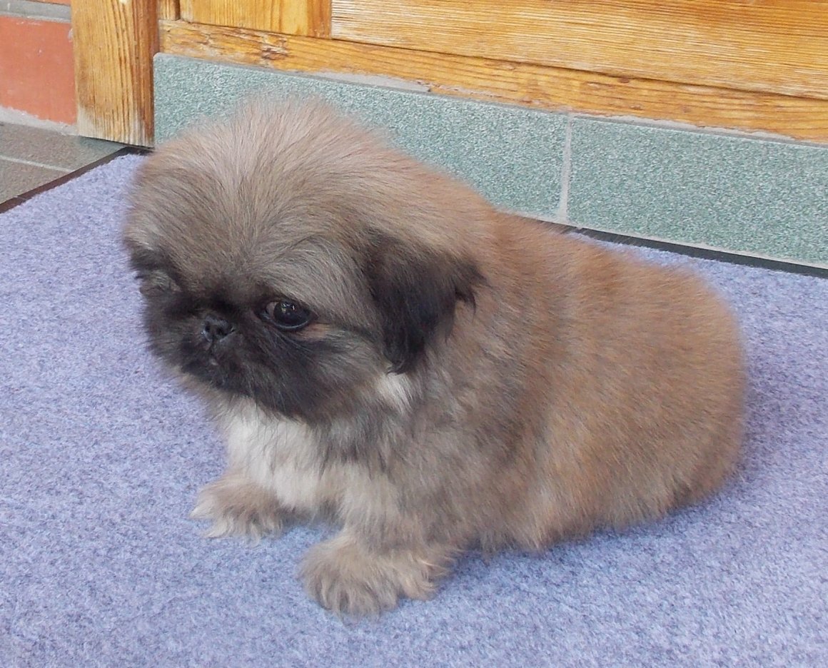 Пекинес голубоглазый