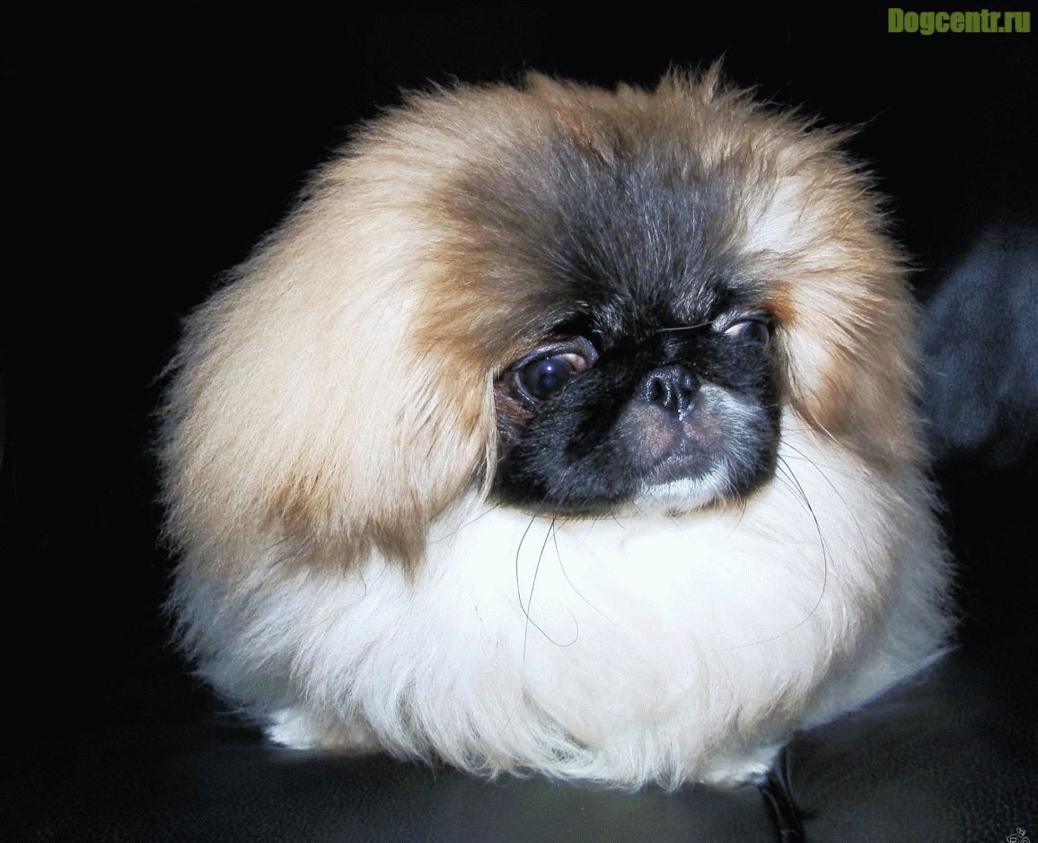 Pekingese Puppy