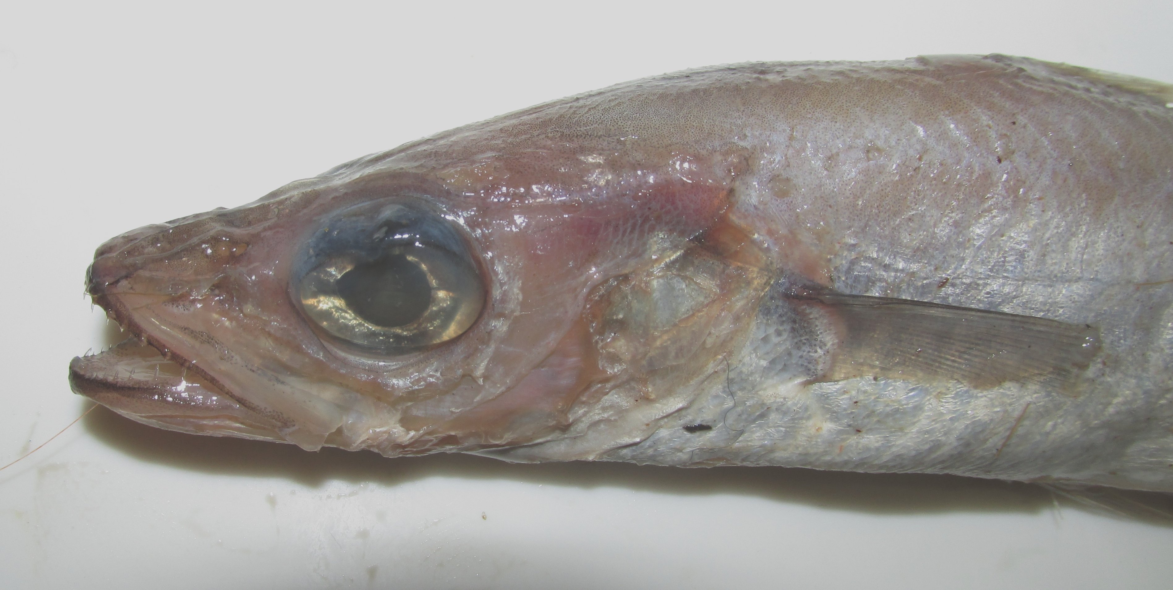 Путассу фото рыбы с головой живой