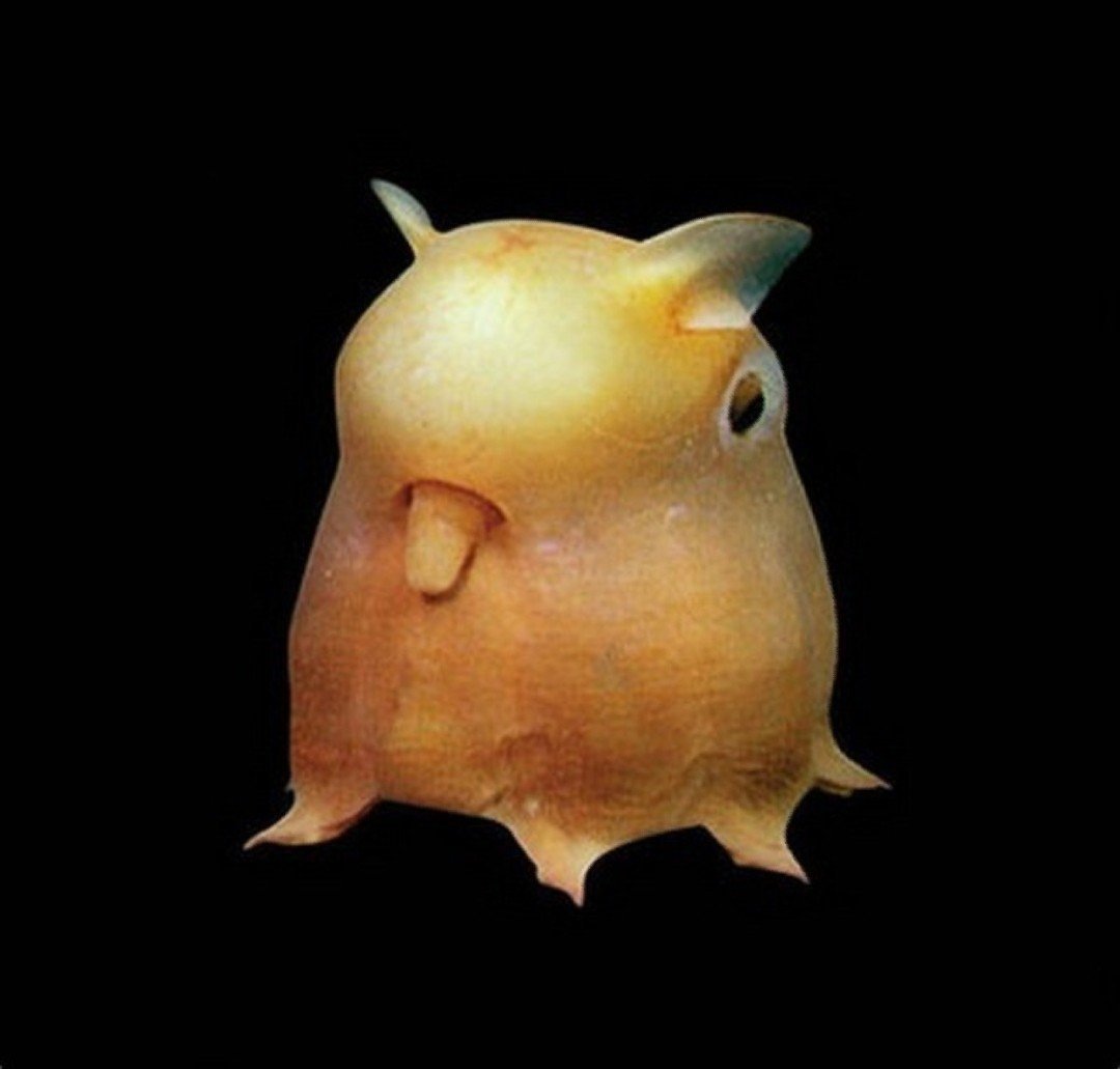 Осьминог Гримпотевтис