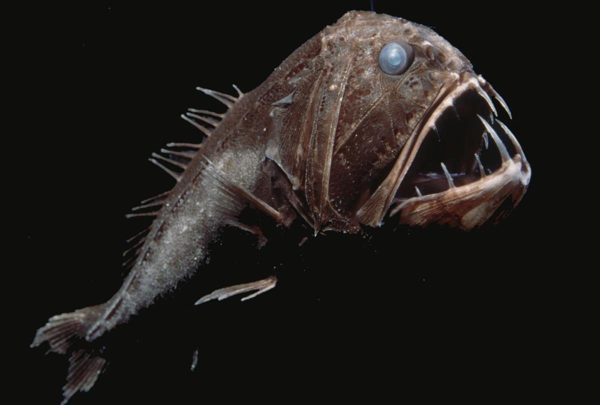 Длиннорогий Саблезуб (Anoplogaster cornuta)