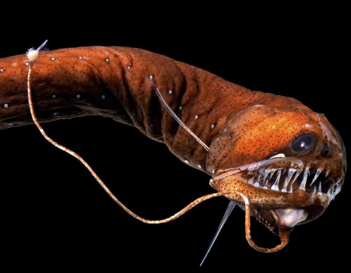 Марианская впадина обитатели