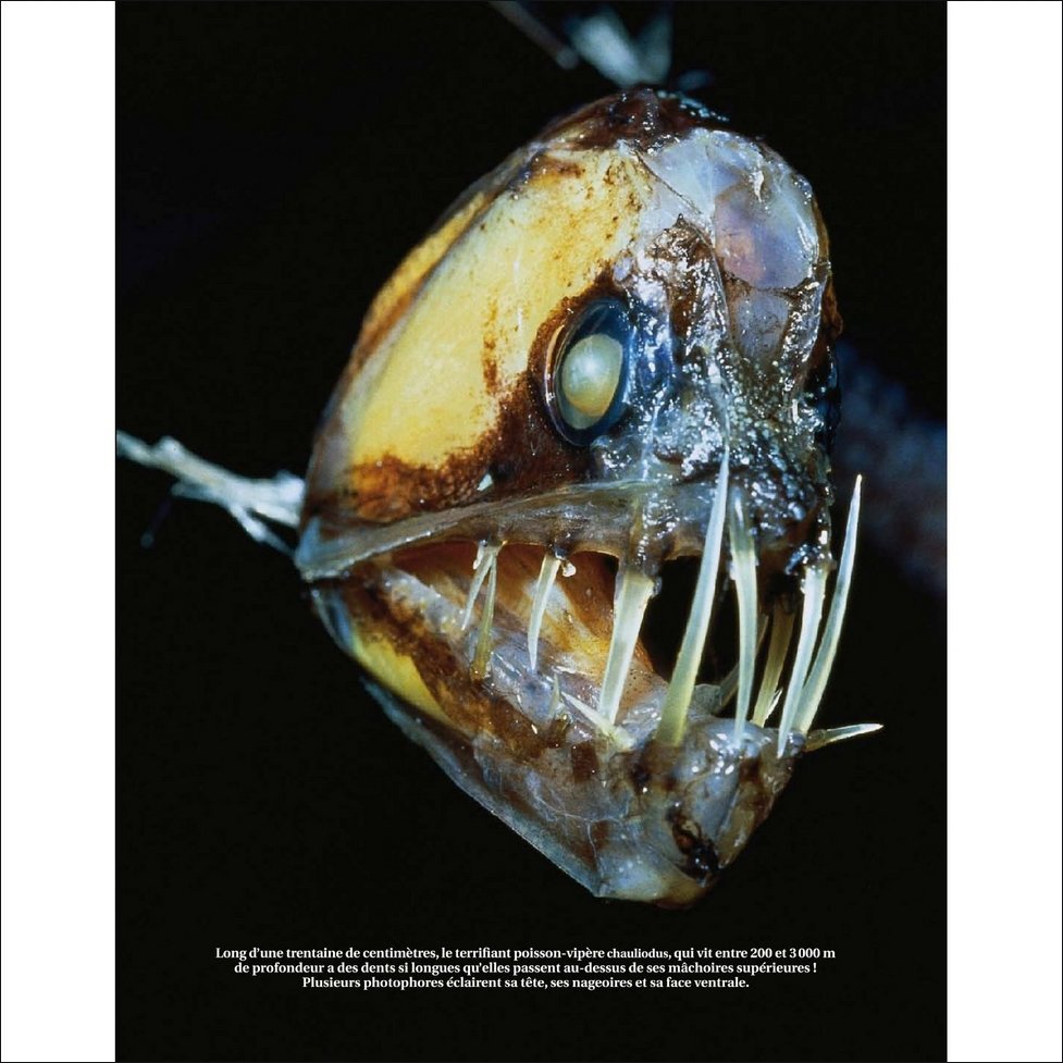 Тихоокеанский хаулиод-Chauliodus macouni