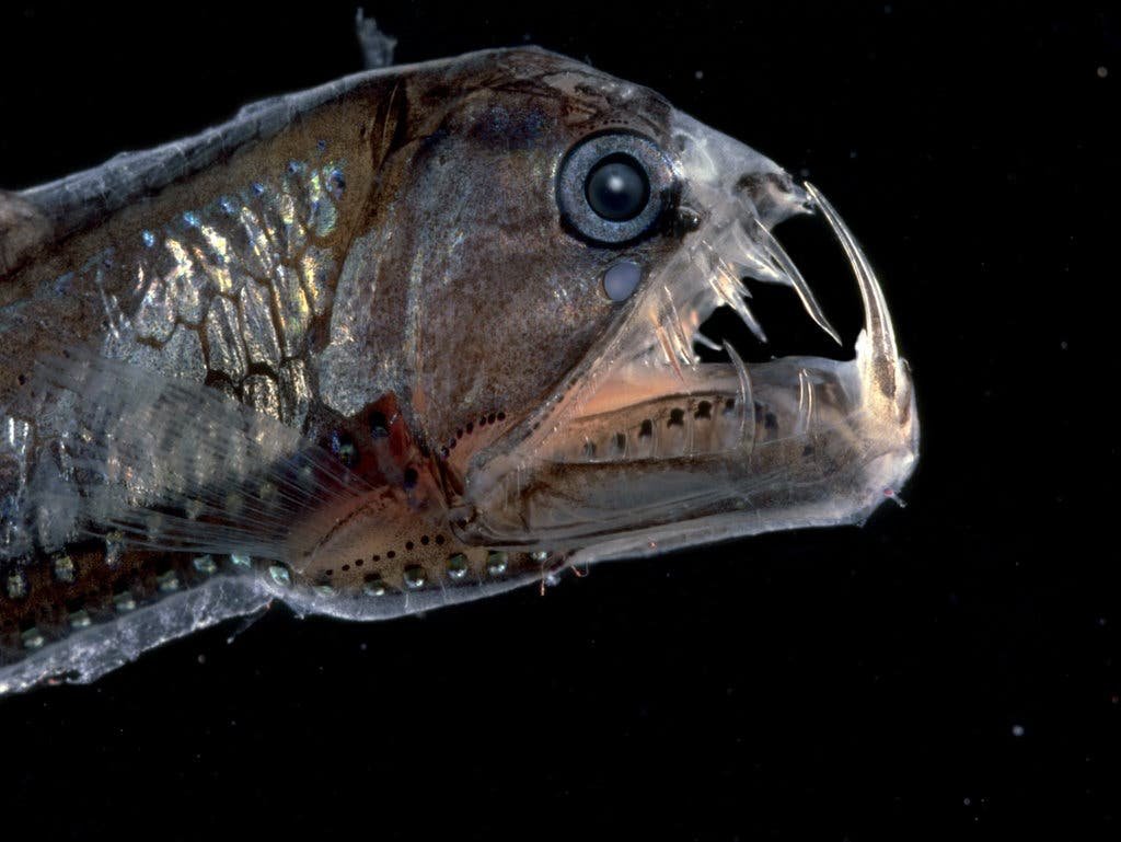 Хаулиод (рыба-гадюка)