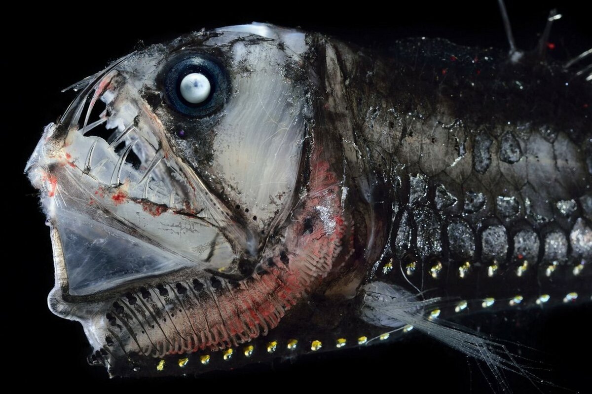 Тихоокеанский хаулиод