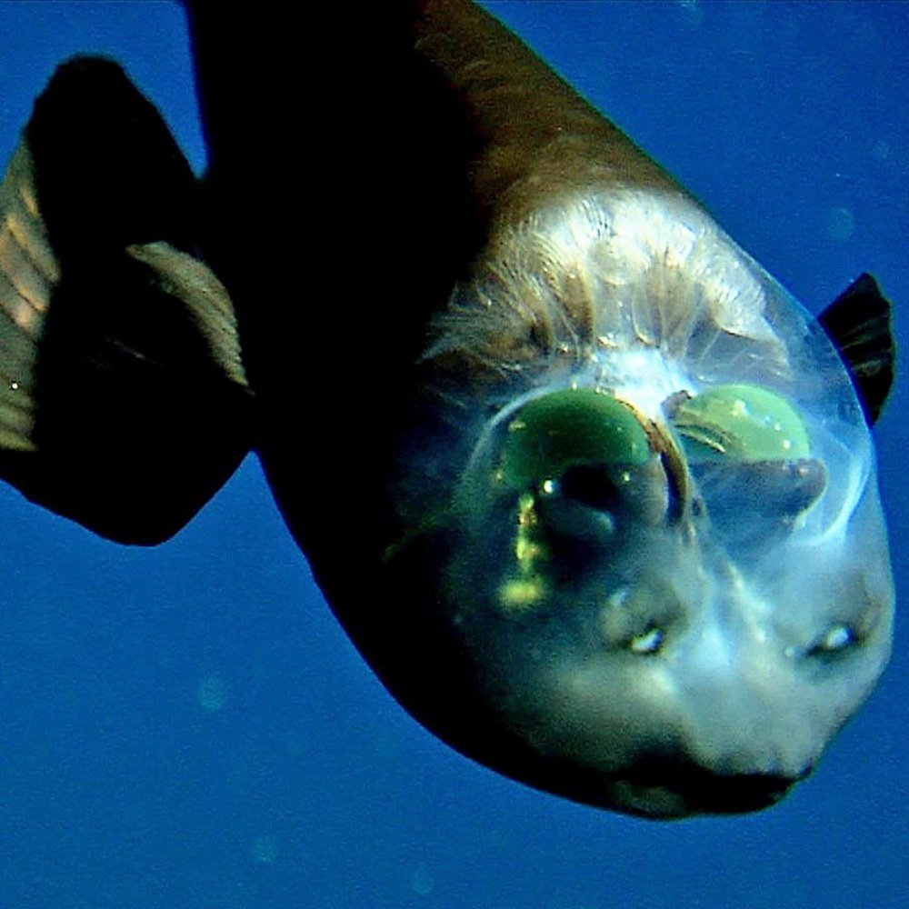 Рыба малоротая макропинна