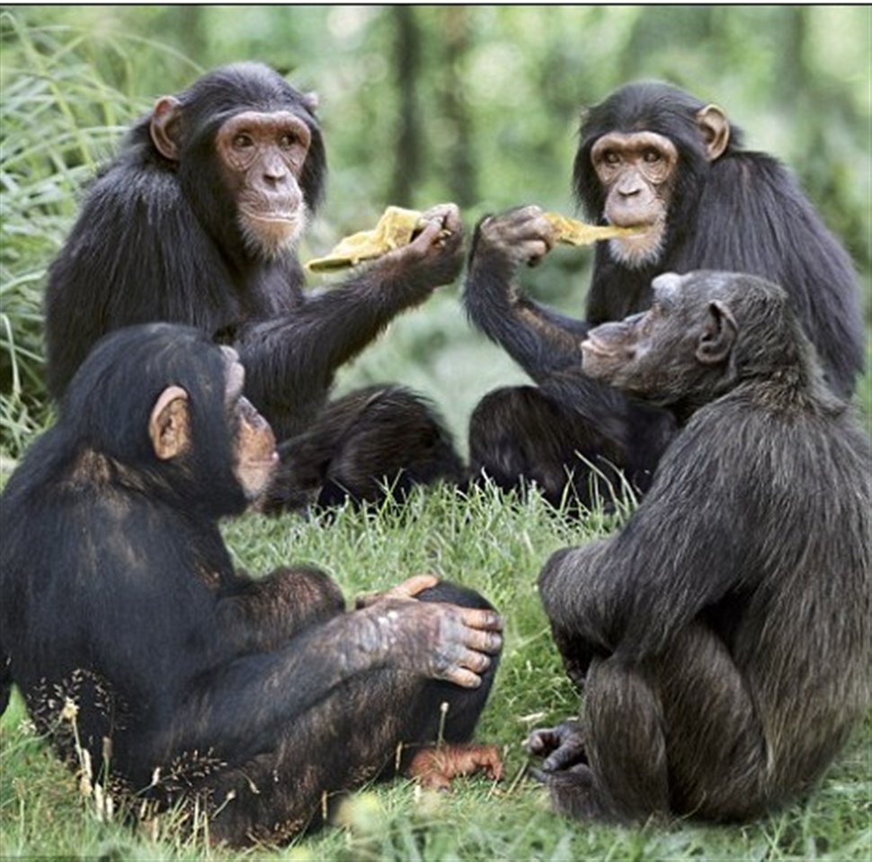 Забавный шимпанзе как правильно. Стая шимпанзе. Стадо обезьян. Много обезьян. Группа обезьян.