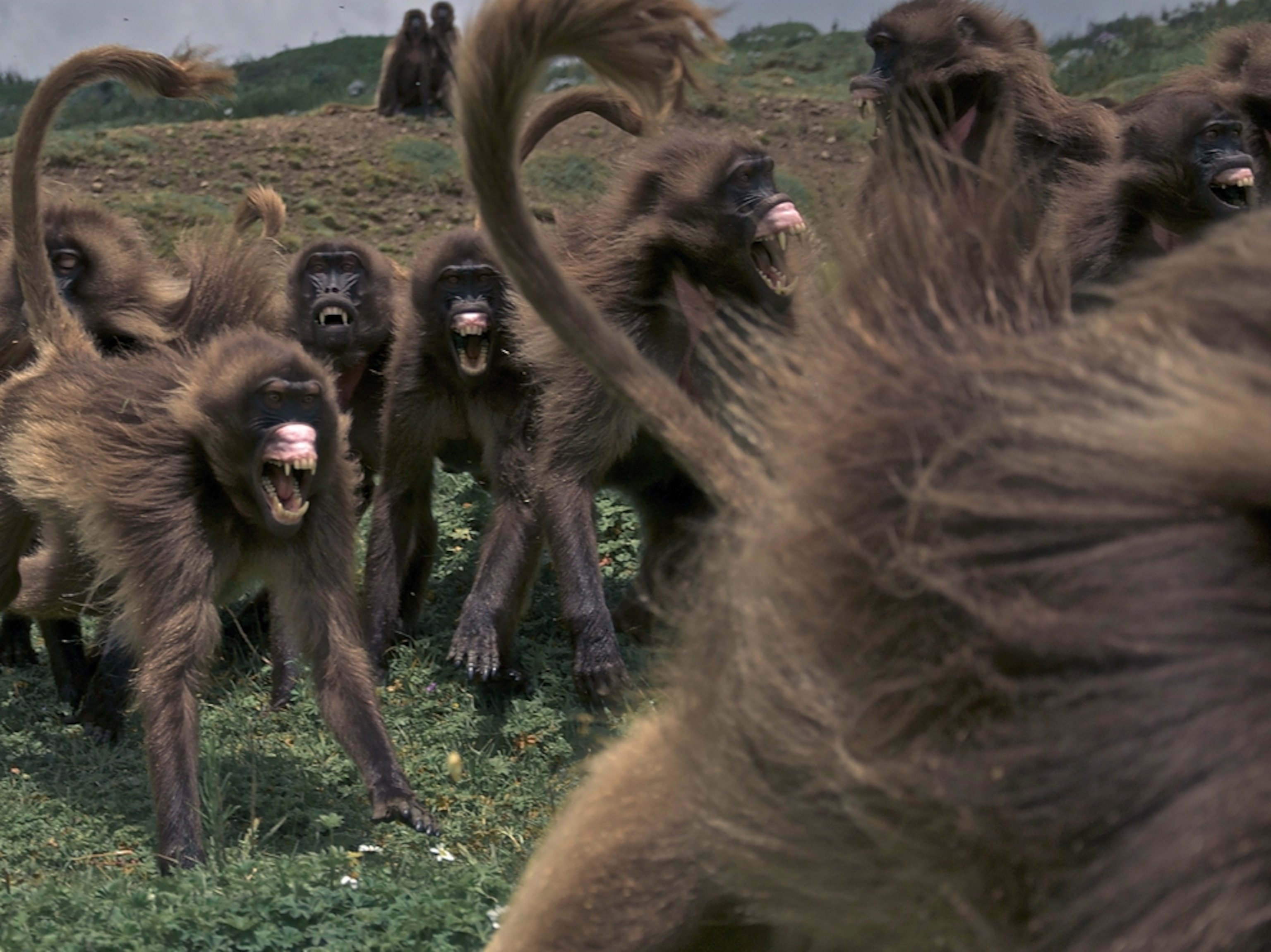 Гелады Эфиопия. Стая обезьян. Стая бабуинов. Стая павианов. Как кричат обезьяны