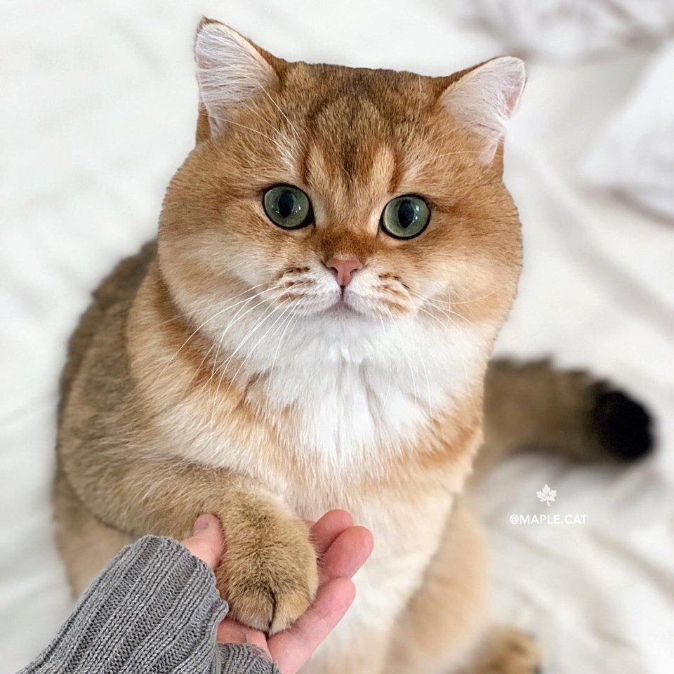 Манчкин Британская шиншилла