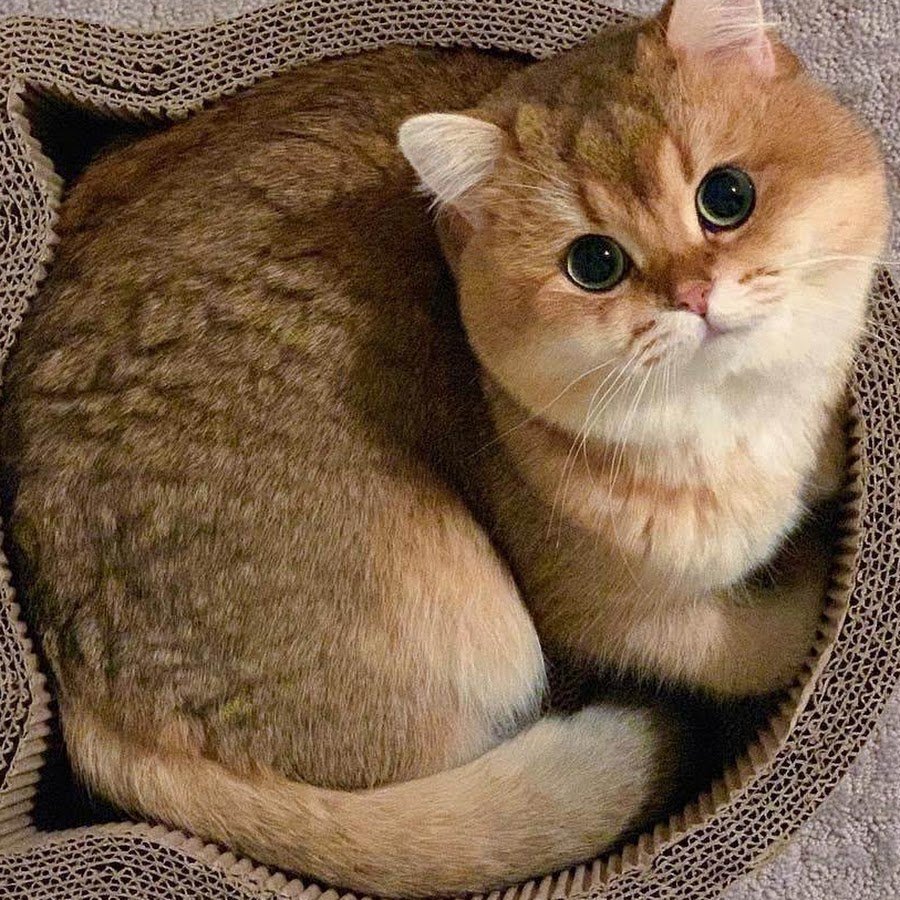 Британская шиншилла Коби