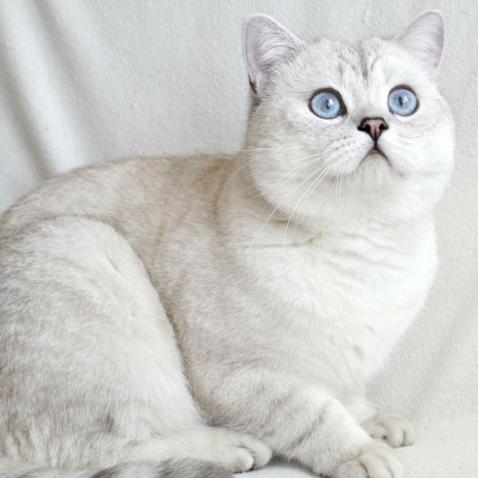 Британская шиншилла серебристая затушеванная