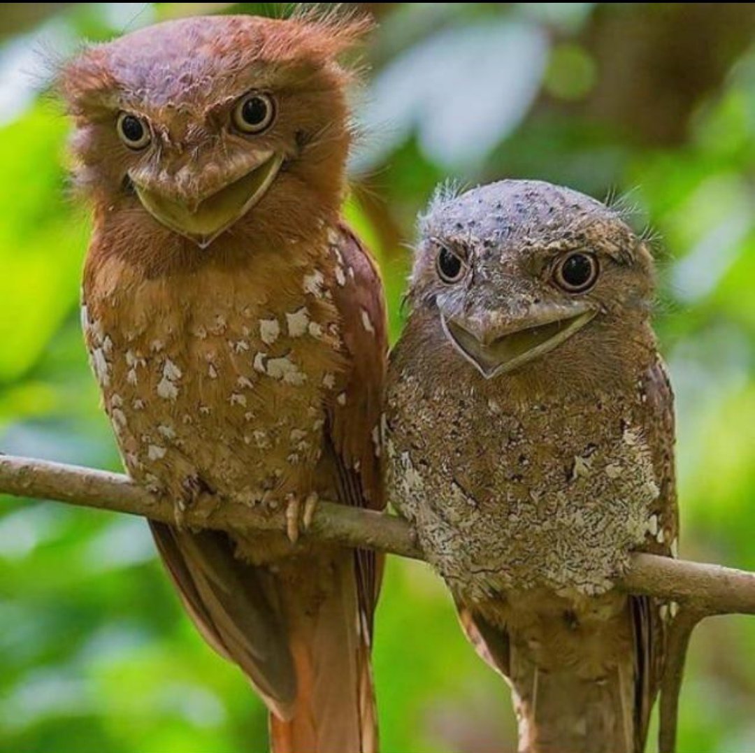 Сатанинский козодой