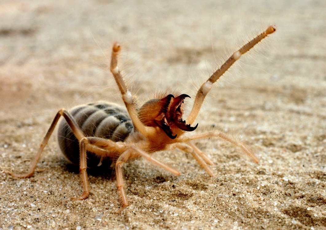 Пауки Курской области