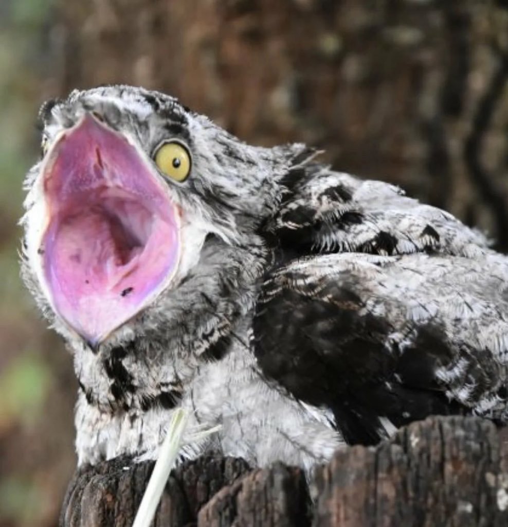 Исполинский Лесной козодой