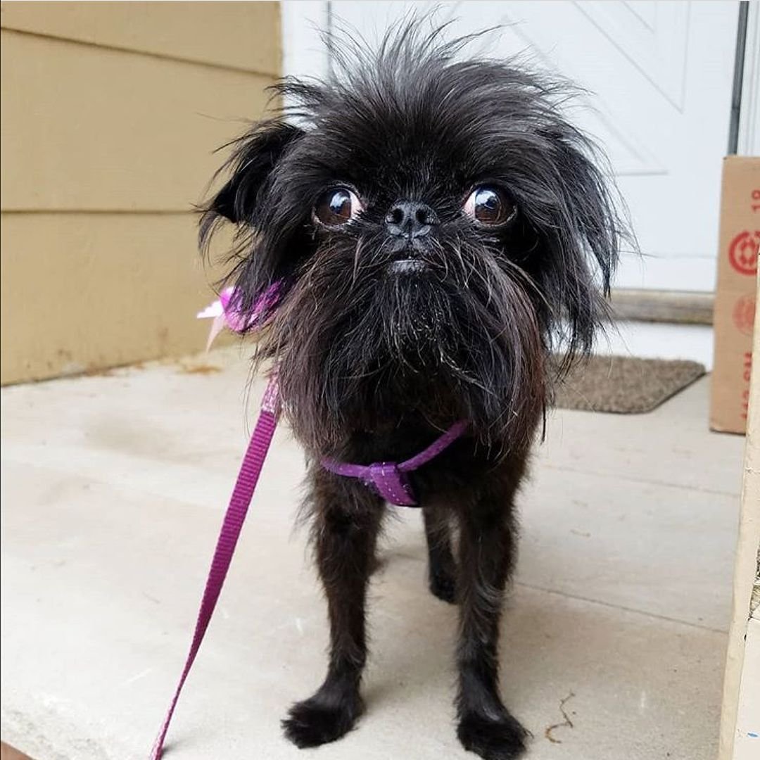 Аффенпинчер и Грифон