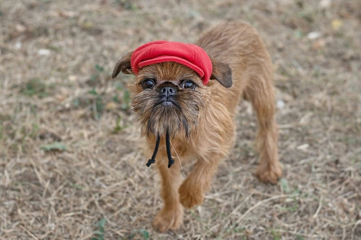 Брюссельский гриффон собака