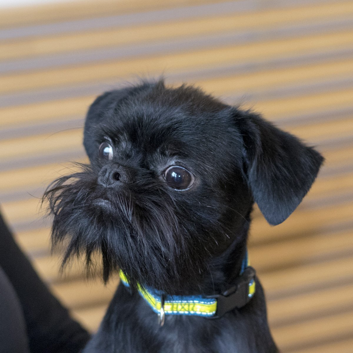 Брюссельский гриффон черный