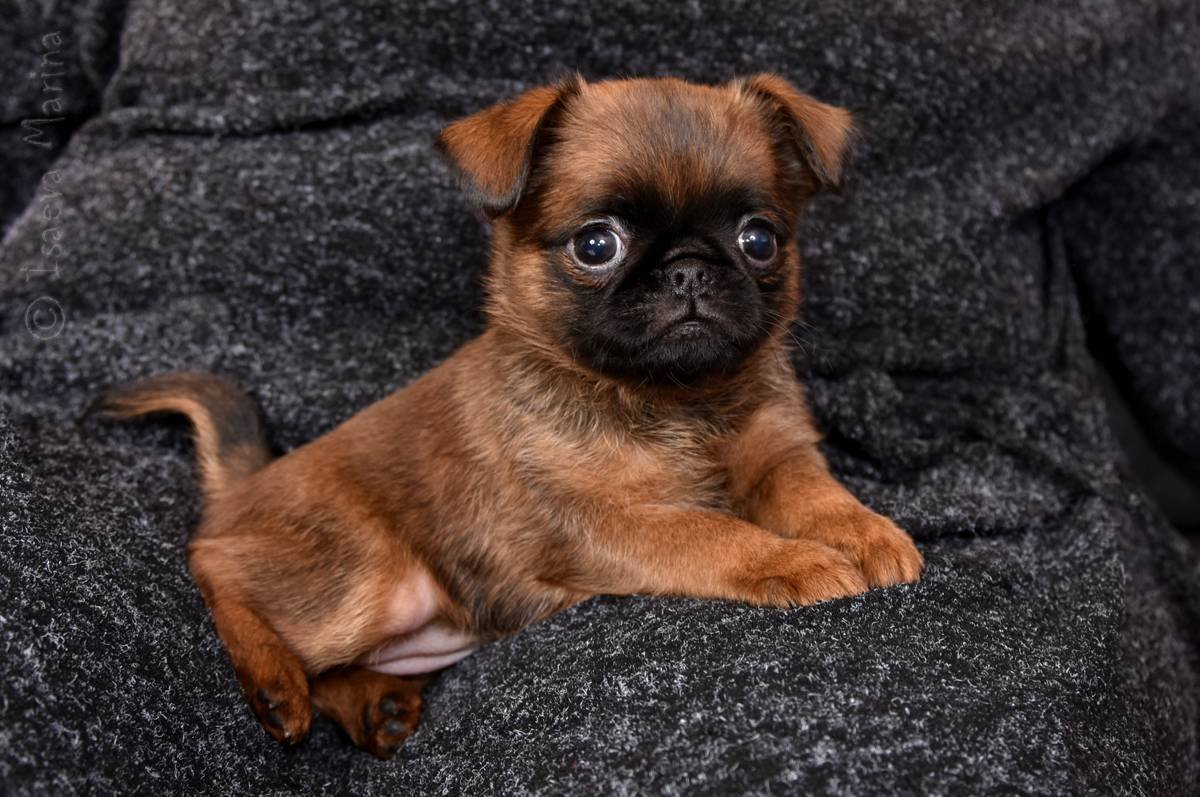 Гриффон Пти брабансон малый