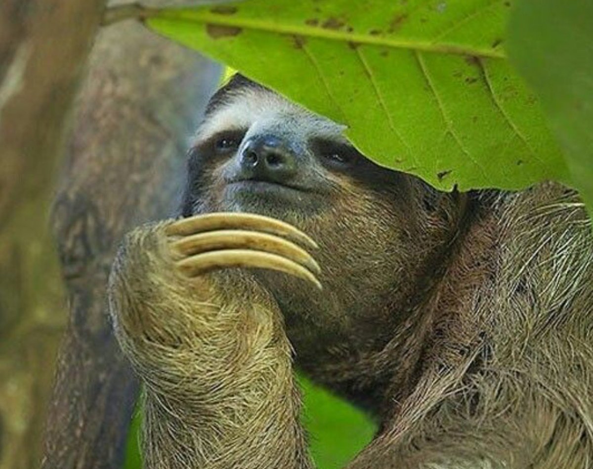 Смешной Ленивец