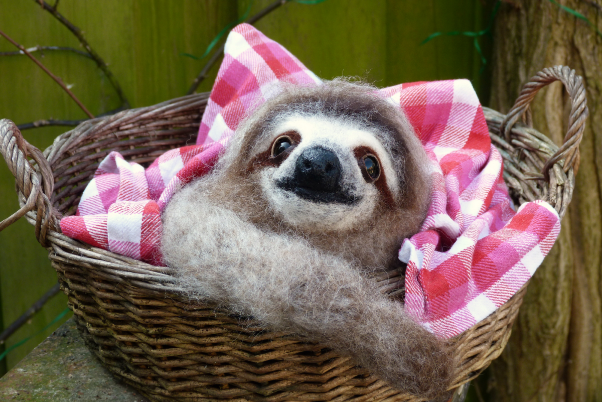 Ленивец в пледе