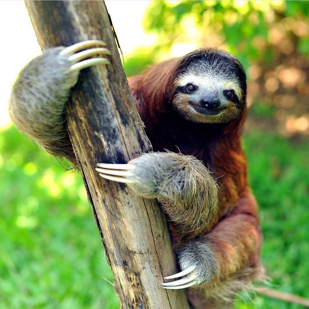 Карликовый трехпалый Ленивец